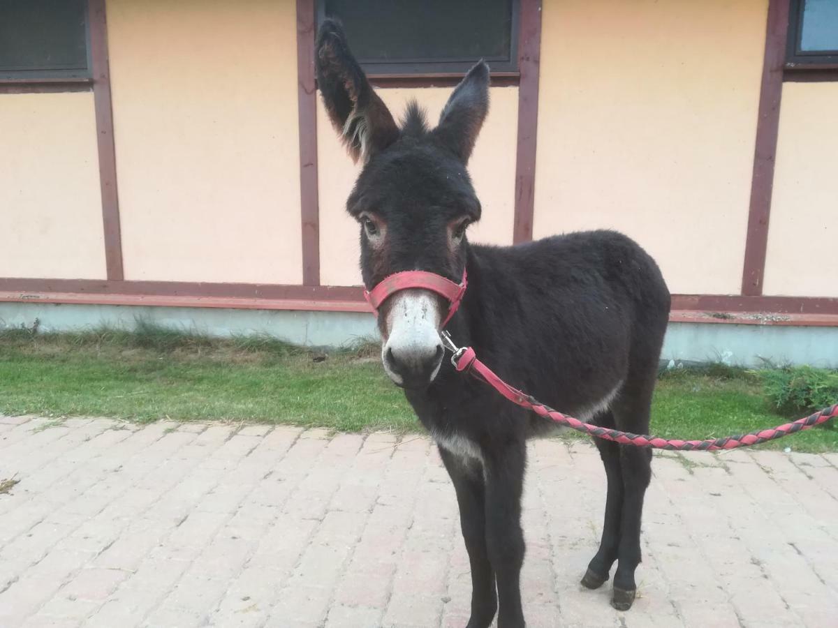 Pensjonat Przy Stajni Kierzkowo  Eksteriør billede